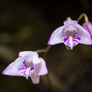 Dendrobium kingianum at Springbrook National Park - suppressed