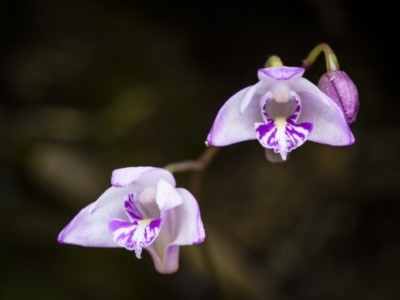 Dendrobium kingianum subsp. kingianum (Pink Rock Orchid) at Springbrook National Park - 11 Sep 2023 by trevsci