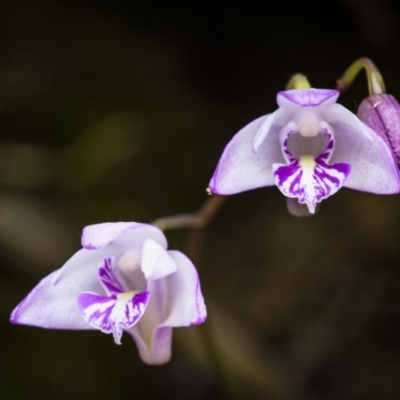 Dendrobium kingianum (Pink Rock Orchid) at Springbrook National Park - 11 Sep 2023 by trevsci