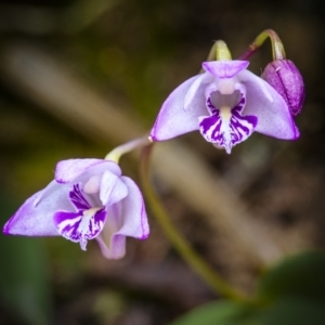 Dendrobium kingianum at Springbrook National Park - suppressed