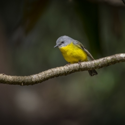 Eopsaltria australis (Eastern Yellow Robin) at Springbrook National Park - 11 Sep 2023 by trevsci