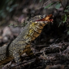 Varanus varius (Lace Monitor) at Natural Bridge, QLD - 5 Sep 2023 by trevsci