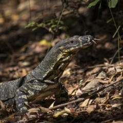 Varanus varius at Lamington National Park - suppressed