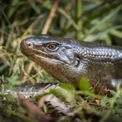 Bellatorias major (Land Mullet) at Lamington National Park - 5 Sep 2023 by trevsci