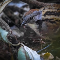 Orthonyx temminckii (Australian Logrunner) at Springbrook, QLD - 11 Sep 2023 by trevsci