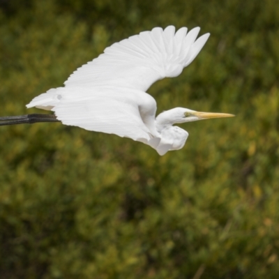 Ardea alba (Great Egret) at South West Rocks, NSW - 15 Sep 2023 by trevsci