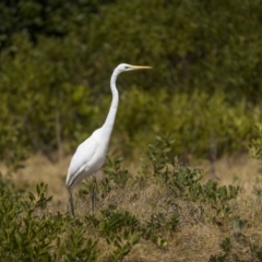 Ardea alba at South West Rocks, NSW - 15 Sep 2023