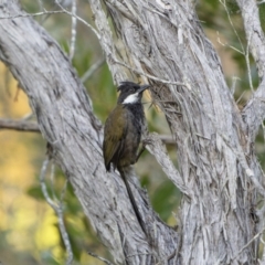 Psophodes olivaceus (Eastern Whipbird) at South West Rocks, NSW - 15 Sep 2023 by trevsci