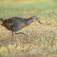 Gallirallus philippensis (Buff-banded Rail) at South West Rocks, NSW - 15 Sep 2023 by trevsci