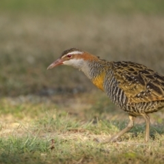 Gallirallus philippensis at South West Rocks, NSW - 15 Sep 2023 06:52 AM