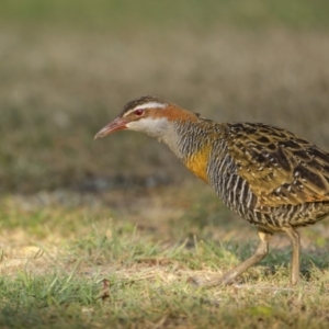 Gallirallus philippensis at South West Rocks, NSW - 15 Sep 2023