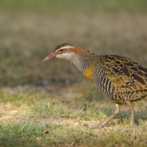 Gallirallus philippensis at South West Rocks, NSW - 15 Sep 2023 06:52 AM