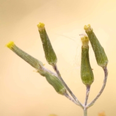 Senecio quadridentatus (Cotton Fireweed) at Blue Gum Point to Attunga Bay - 3 Nov 2023 by ConBoekel