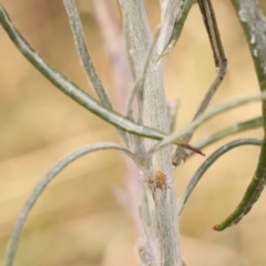 Senecio quadridentatus at Lake Burley Griffin West - 3 Nov 2023