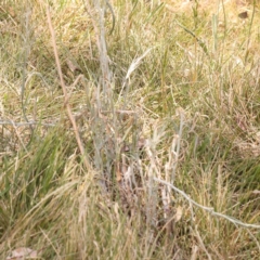 Senecio quadridentatus at Lake Burley Griffin West - 3 Nov 2023