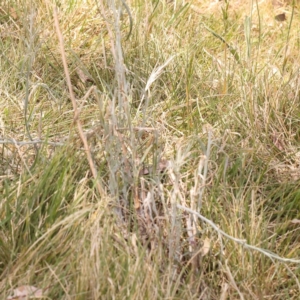 Senecio quadridentatus at Lake Burley Griffin West - 3 Nov 2023