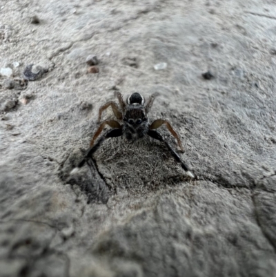 Salticidae (family) at Cohuna, VIC - 30 Oct 2023 by SimoneC
