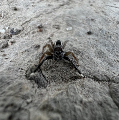 Salticidae (family) at Cohuna, VIC - 29 Oct 2023 by SimoneC