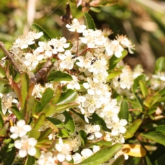 Pyracantha fortuneana (Firethorn) at Lake Burley Griffin West - 3 Nov 2023 by ConBoekel