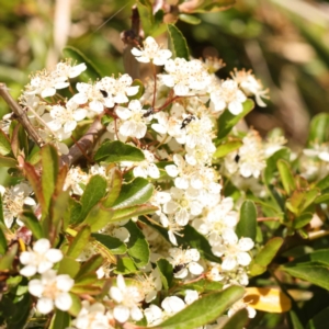 Pyracantha fortuneana at Lake Burley Griffin West - 3 Nov 2023