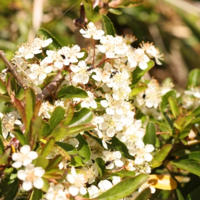 Pyracantha fortuneana (Firethorn) at Yarralumla, ACT - 3 Nov 2023 by ConBoekel