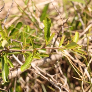 Pyracantha fortuneana at Lake Burley Griffin West - 3 Nov 2023