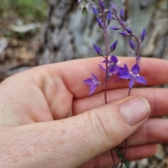 Veronica perfoliata (Digger's Speedwell) at Bungendore, NSW - 8 Nov 2023 by clarehoneydove