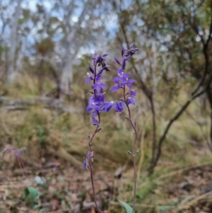 Veronica perfoliata at QPRC LGA - suppressed