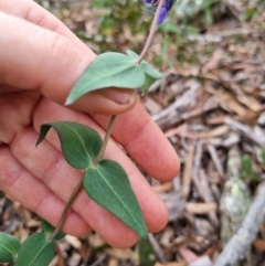 Veronica perfoliata at QPRC LGA - 8 Nov 2023