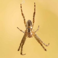 Plebs bradleyi (Enamelled spider) at Lake Burley Griffin West - 3 Nov 2023 by ConBoekel