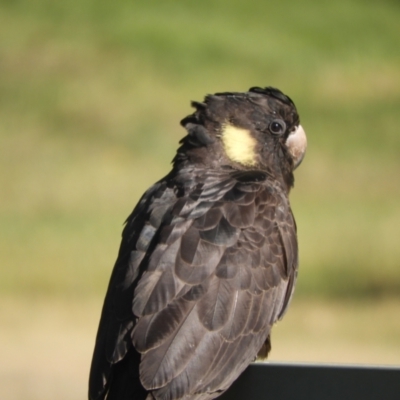 Zanda funerea (Yellow-tailed Black-Cockatoo) at Mannus State Forest - 31 Oct 2023 by SimoneC