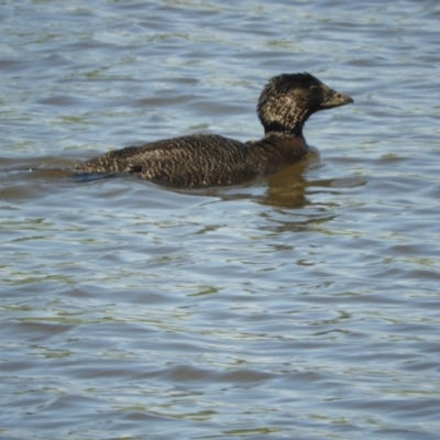 Biziura lobata (Musk Duck) at Mannus State Forest - 30 Oct 2023 by SimoneC