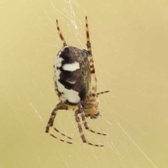 Unverified Spider at Yarralumla, ACT - 3 Nov 2023 by ConBoekel