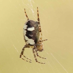 Unidentified Spider (Araneae) at Lake Burley Griffin West - 3 Nov 2023 by ConBoekel