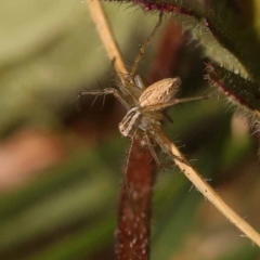 Oxyopes sp. (genus) (Lynx spider) at Blue Gum Point to Attunga Bay - 3 Nov 2023 by ConBoekel