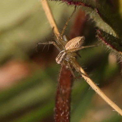 Oxyopes sp. (genus) (Lynx spider) at Yarralumla, ACT - 3 Nov 2023 by ConBoekel