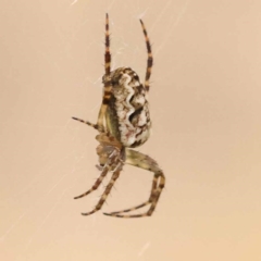 Araneus eburnus (Bush orb weaver) at Blue Gum Point to Attunga Bay - 3 Nov 2023 by ConBoekel