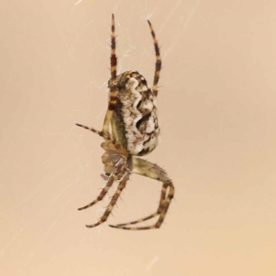 Araneus eburnus (Bush orb weaver) at Blue Gum Point to Attunga Bay - 3 Nov 2023 by ConBoekel