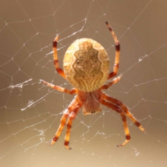 Salsa fuliginata (Sooty Orb-weaver) at Blue Gum Point to Attunga Bay - 3 Nov 2023 by ConBoekel