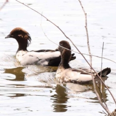 Chenonetta jubata (Australian Wood Duck) at Blue Gum Point to Attunga Bay - 3 Nov 2023 by ConBoekel