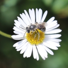 Lasioglossum (Chilalictus) lanarium (Halictid bee) at Greenway, ACT - 8 Nov 2023 by RodDeb