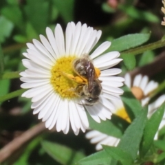 Lasioglossum (Chilalictus) lanarium at Lake Tuggeranong - 8 Nov 2023 12:48 PM