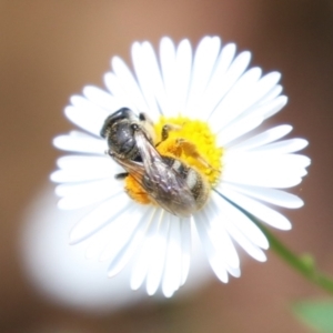 Lasioglossum (Chilalictus) lanarium at Lake Tuggeranong - 8 Nov 2023 12:48 PM