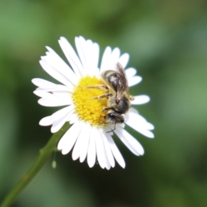 Lasioglossum (Chilalictus) lanarium at Lake Tuggeranong - 8 Nov 2023 12:48 PM