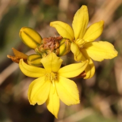 Bulbine bulbosa (Golden Lily) at Lake Burley Griffin West - 3 Nov 2023 by ConBoekel