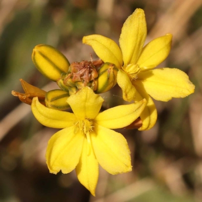 Bulbine bulbosa (Golden Lily) at Lake Burley Griffin West - 3 Nov 2023 by ConBoekel