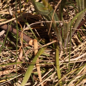 Bulbine bulbosa at Lake Burley Griffin West - 3 Nov 2023