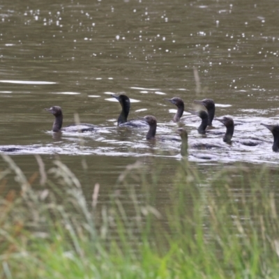 Phalacrocorax sulcirostris (Little Black Cormorant) at Lake Tuggeranong - 8 Nov 2023 by RodDeb