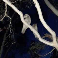 Podargus strigoides (Tawny Frogmouth) at Umbagong District Park - 8 Nov 2023 by VanceLawrence