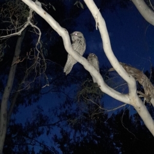 Podargus strigoides at Umbagong District Park - 8 Nov 2023 08:18 PM